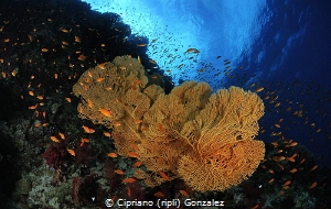 colorful red sea by Cipriano (ripli) Gonzalez 